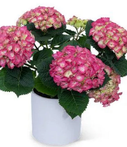 Hydrangea plant - All About Flowers 
