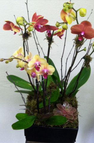 Marvelous Orchids - All About Flowers 