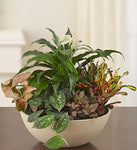 Medium size planter - All About Flowers 
