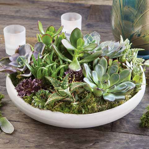 arrangements with succulents Succulent arrangement