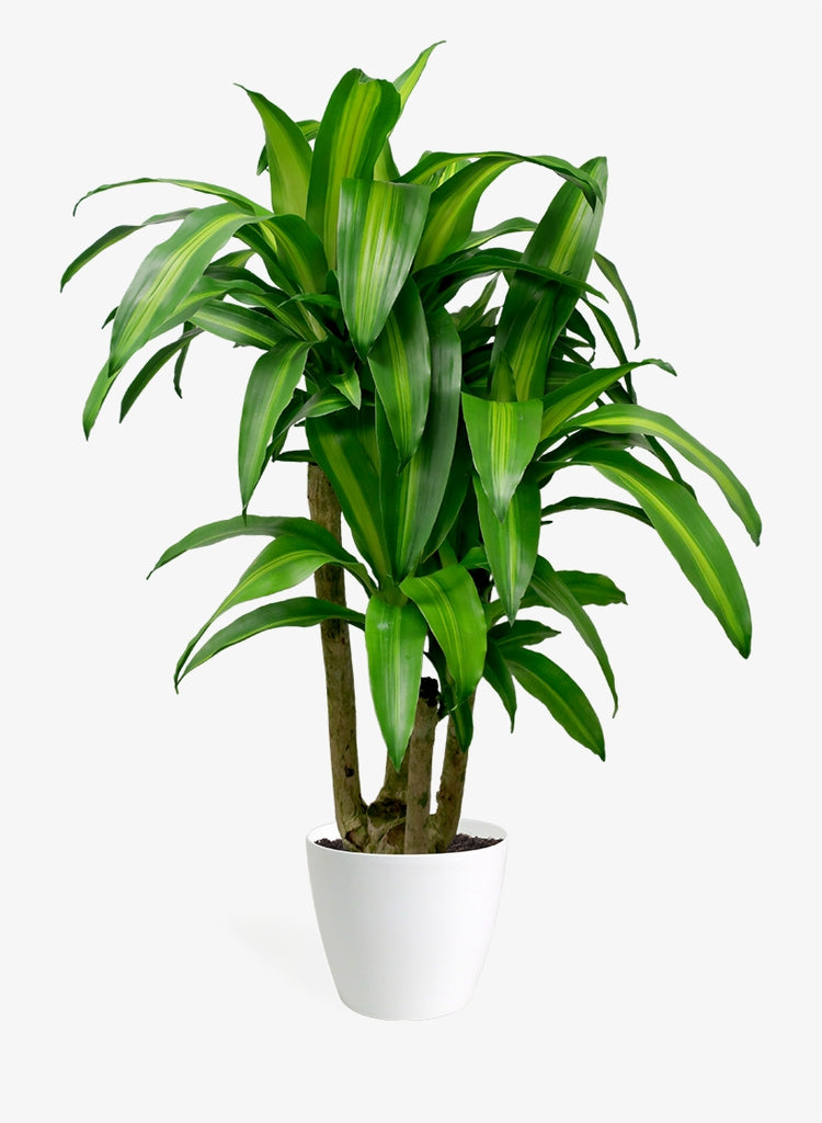 corn plant palm Corn plant (Dracaena)