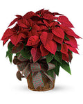Poinsettia plant - All About Flowers 
