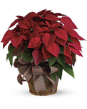 Poinsettia plant - All About Flowers 