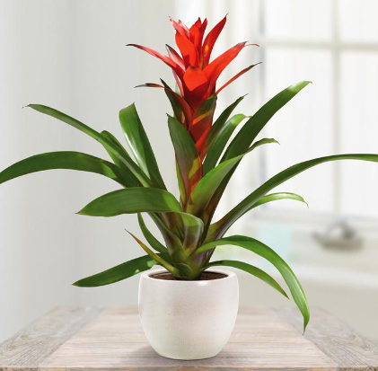 Bromeliad Plant - All About Flowers 