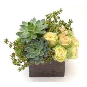 Organic Roses, Agave authentic & Succulent Arrangement