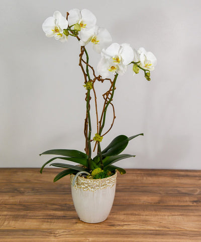 Simply orchid - All About Flowers 