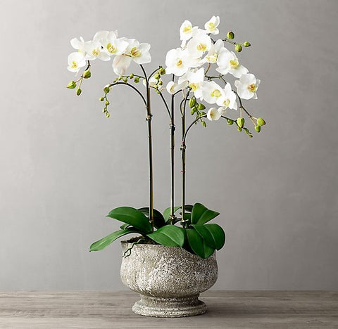 Devine Orchid - All About Flowers 