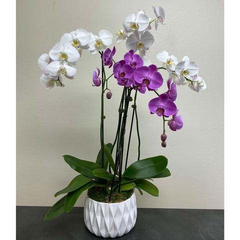 Sensational Orchids - All About Flowers 