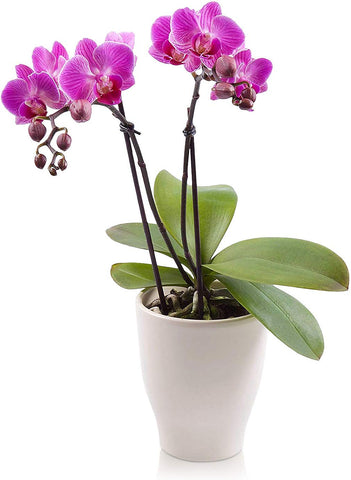 The Perfect Orchid - All About Flowers 