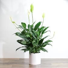 Spathiphyllum Plant (Peace lily) - All About Flowers 